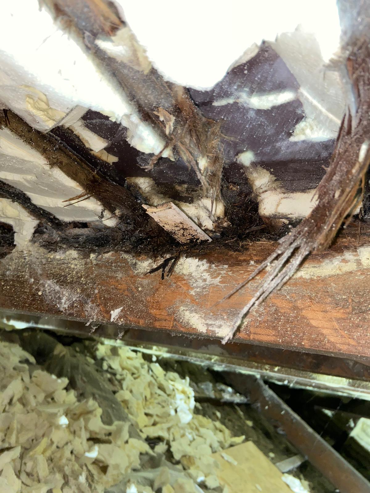 Wet rot at a rafter end — timber decayed where foam trapped moisture against the wood.