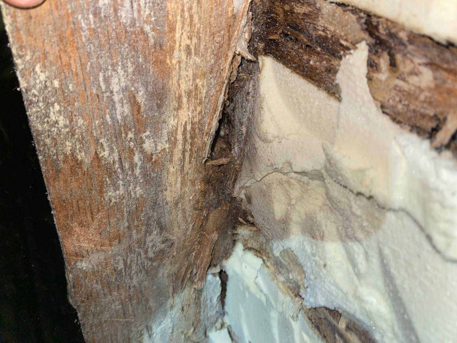 Rot spreading along a rafter behind bonded spray foam — invisible until removal.